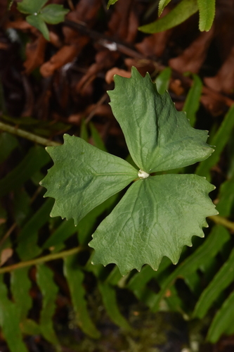 Deer's foot (Achlys californica)