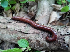 Pachyiulus hungaricus