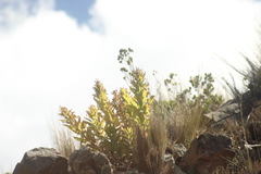 Siphocampylus tupaeformis