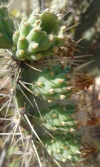 Tacinga palmadora
