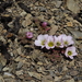 Oxalis enneaphylla - Photo (c) Miguel Eq,  זכויות יוצרים חלקיות (CC BY-NC), הועלה על ידי Miguel Eq