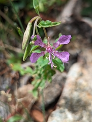 Clarkia borealis borealis