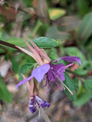 Clarkia borealis borealis