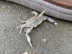 Callinectes similis