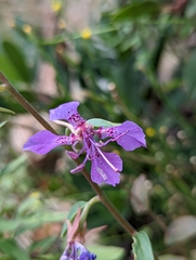Clarkia borealis borealis