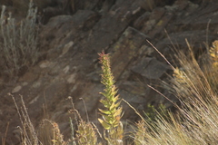 Siphocampylus tupaeformis