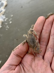 Callinectes similis