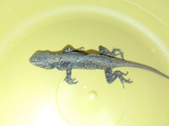 Sceloporus grammicus