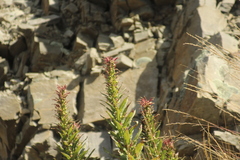 Siphocampylus tupaeformis