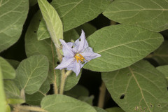 Solanum hapalum