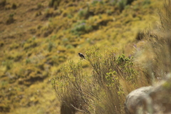 Catamenia