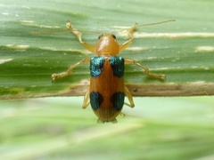 Metaxyonycha chlorospila