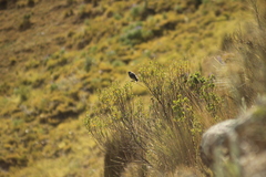 Catamenia