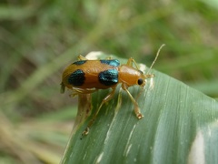 Metaxyonycha chlorospila