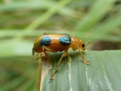 Metaxyonycha chlorospila