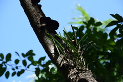 Brassavola