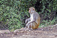 Macaca mulatta