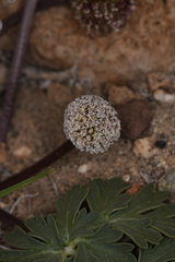 Cymopterus globosus