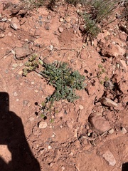 Cymopterus purpureus