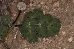 Cymopterus globosus