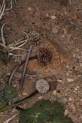 Cymopterus globosus