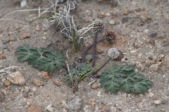 Cymopterus globosus