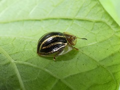 Agroiconota propinqua