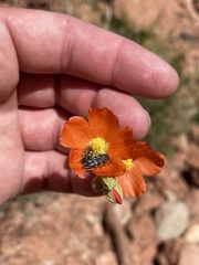 Acmaeodera bowditchi
