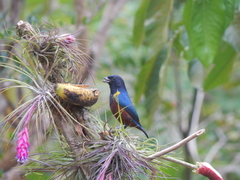 Euphonia pectoralis
