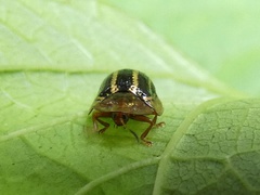 Agroiconota propinqua