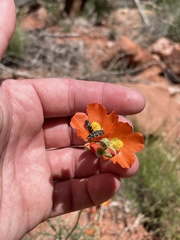Acmaeodera bowditchi