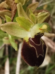 Ophrys sphegodes provincialis