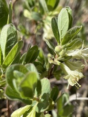 Lonicera caerulea cauriana