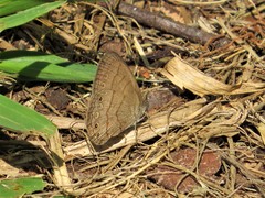 Hermeuptychia gisella