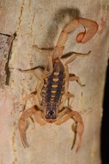 Centruroides baldazoi