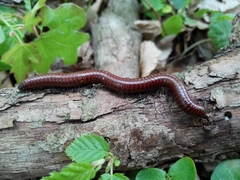 Pachyiulus hungaricus