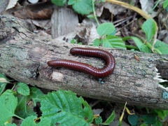 Pachyiulus hungaricus