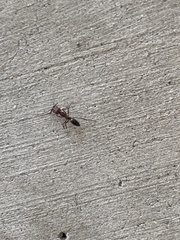 Odontomachus desertorum