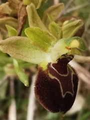 Ophrys sphegodes provincialis