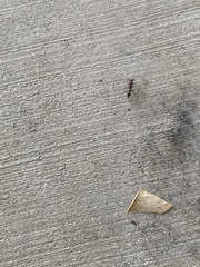 Odontomachus desertorum