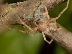 Curicaberis culiacan