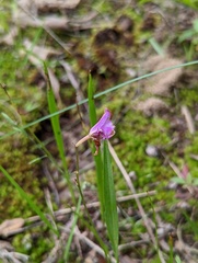 Calopogon oklahomensis