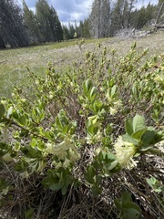 Lonicera caerulea cauriana