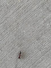 Odontomachus desertorum