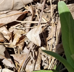 Petrophora subaequaria