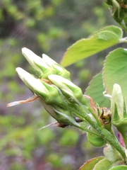 Amelanchier cusickii
