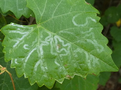 Phyllocnistis vitegenella