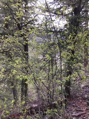 Amelanchier cusickii