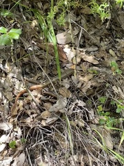 Plestiodon gilberti placerensis