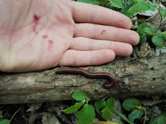 Pachyiulus hungaricus